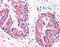 Malignant T cell-amplified sequence 1 antibody, AP07498PU-N, Origene, Immunohistochemistry frozen image 