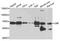 Complement C8 Beta Chain antibody, A8324, ABclonal Technology, Western Blot image 