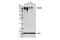 Carcinoembryonic Antigen Related Cell Adhesion Molecule 1 antibody, 14771S, Cell Signaling Technology, Western Blot image 