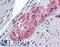Taxilin Beta antibody, LS-A8163, Lifespan Biosciences, Immunohistochemistry frozen image 