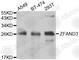 AN1-type zinc finger protein 3 antibody, A7478, ABclonal Technology, Western Blot image 