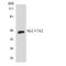 Solute Carrier Family 34 Member 1 antibody, LS-C200676, Lifespan Biosciences, Western Blot image 