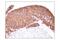 Perilipin 1 antibody, 9349S, Cell Signaling Technology, Immunohistochemistry paraffin image 