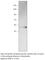 Aldehyde Dehydrogenase 1 Family Member A1 antibody, ALDH1-101AP, FabGennix, Western Blot image 