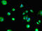 G Protein-Coupled Estrogen Receptor 1 antibody, CSB-PA859933LA01HU, Cusabio, Immunofluorescence image 