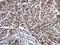 Coilin antibody, GTX112570, GeneTex, Immunohistochemistry paraffin image 
