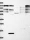 Phosphofurin Acidic Cluster Sorting Protein 1 antibody, NBP1-90439, Novus Biologicals, Western Blot image 