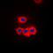 Single Stranded DNA Binding Protein 1 antibody, orb214612, Biorbyt, Immunofluorescence image 