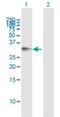 Sodium/Potassium Transporting ATPase Interacting 3 antibody, H00000483-B01P, Novus Biologicals, Western Blot image 