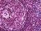 Paired Box 5 antibody, 51-779, ProSci, Immunohistochemistry paraffin image 