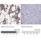 Minichromosome Maintenance Complex Component 5 antibody, NBP1-85722, Novus Biologicals, Immunohistochemistry paraffin image 