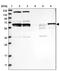 Peptidylprolyl Isomerase Like 2 antibody, PA5-57237, Invitrogen Antibodies, Western Blot image 