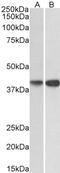 CD40 Molecule antibody, 43-705, ProSci, Enzyme Linked Immunosorbent Assay image 