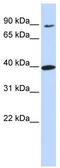 Olfactory Receptor Family 11 Subfamily H Member 12 antibody, TA336104, Origene, Western Blot image 