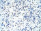 Sterol Regulatory Element Binding Transcription Factor 1 antibody, 31-084, ProSci, Western Blot image 
