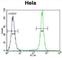 Protocadherin Beta 10 antibody, abx026395, Abbexa, Western Blot image 