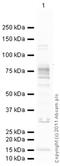 Fragile X mental retardation 1 protein antibody, ab17722, Abcam, Western Blot image 