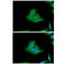 Protein Phosphatase 3 Catalytic Subunit Alpha antibody, LS-C755549, Lifespan Biosciences, Immunofluorescence image 