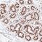 X-Ray Repair Cross Complementing 6 antibody, NBP2-38567, Novus Biologicals, Immunohistochemistry frozen image 