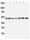 Serine/Threonine Kinase 11 antibody, PA5-80080, Invitrogen Antibodies, Western Blot image 