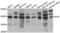 Peptidylprolyl Isomerase D antibody, LS-C346382, Lifespan Biosciences, Western Blot image 