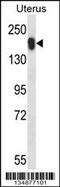 Ubiquitin Specific Peptidase 43 antibody, 57-617, ProSci, Western Blot image 