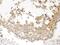 NDRG Family Member 3 antibody, PA5-79723, Invitrogen Antibodies, Immunohistochemistry frozen image 