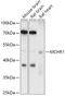 Melanin Concentrating Hormone Receptor 1 antibody, 18-296, ProSci, Western Blot image 