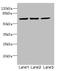 Integrator Complex Subunit 11 antibody, LS-C675581, Lifespan Biosciences, Western Blot image 