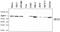 Apoptotic Peptidase Activating Factor 1 antibody, NBP2-80092, Novus Biologicals, Western Blot image 