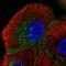 Myelin Protein Zero Like 1 antibody, HPA063538, Atlas Antibodies, Immunofluorescence image 