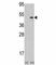 Aurora Kinase B antibody, F50225-0.4ML, NSJ Bioreagents, Western Blot image 