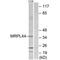 Mitochondrial Ribosomal Protein L44 antibody, PA5-49943, Invitrogen Antibodies, Western Blot image 