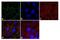 Tight Junction Protein 3 antibody, 701825, Invitrogen Antibodies, Immunofluorescence image 