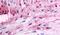 Adrenoceptor Alpha 1D antibody, PA5-33329, Invitrogen Antibodies, Immunohistochemistry paraffin image 