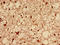 Dynamin 1 Like antibody, LS-C396338, Lifespan Biosciences, Immunohistochemistry frozen image 