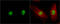 Death Associated Protein Kinase 3 antibody, GTX102404, GeneTex, Immunofluorescence image 