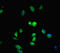 Mediator Complex Subunit 20 antibody, LS-C678618, Lifespan Biosciences, Immunofluorescence image 