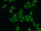 Transcription Elongation Regulator 1 antibody, 21858-1-AP, Proteintech Group, Immunofluorescence image 