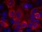 3-Phosphoinositide Dependent Protein Kinase 1 antibody, GTX50366, GeneTex, Immunocytochemistry image 