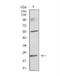 Interferon Lambda 2 antibody, NBP2-52494, Novus Biologicals, Western Blot image 