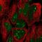 Trophinin antibody, NBP2-58739, Novus Biologicals, Immunofluorescence image 