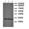 MAPK Activated Protein Kinase 2 antibody, orb107653, Biorbyt, Western Blot image 