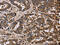 Fumarate Hydratase antibody, CSB-PA788032, Cusabio, Immunohistochemistry paraffin image 