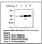 Protein Kinase C Gamma antibody, LS-B7153, Lifespan Biosciences, Western Blot image 