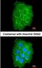 Caveolin 2 antibody, orb74101, Biorbyt, Immunofluorescence image 