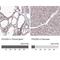 RNA Polymerase II Subunit H antibody, NBP1-80816, Novus Biologicals, Immunohistochemistry paraffin image 