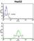 Homer Scaffold Protein 1 antibody, abx033309, Abbexa, Western Blot image 