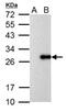 Influenza A Virus M1 antibody, NBP2-14996, Novus Biologicals, Western Blot image 