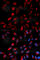 Carboxypeptidase E antibody, A5458, ABclonal Technology, Immunofluorescence image 